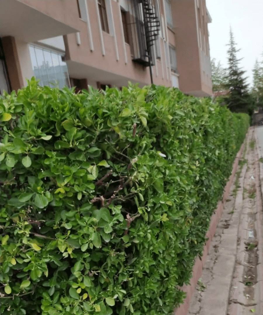 Peyzaj Düzenleme
